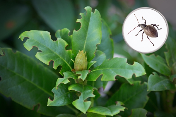 Listy rododendronu okousané lalokonoscem