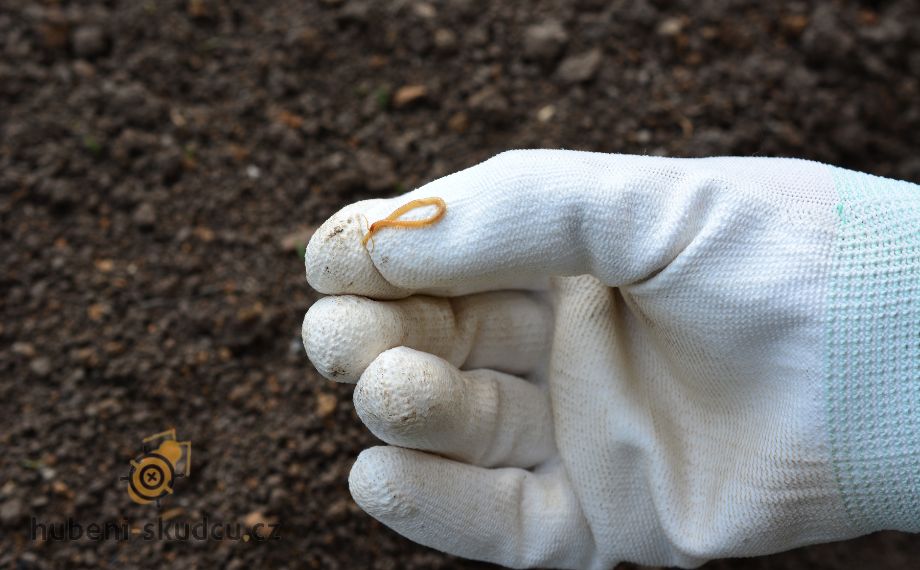 larva kovaříka - drátovec