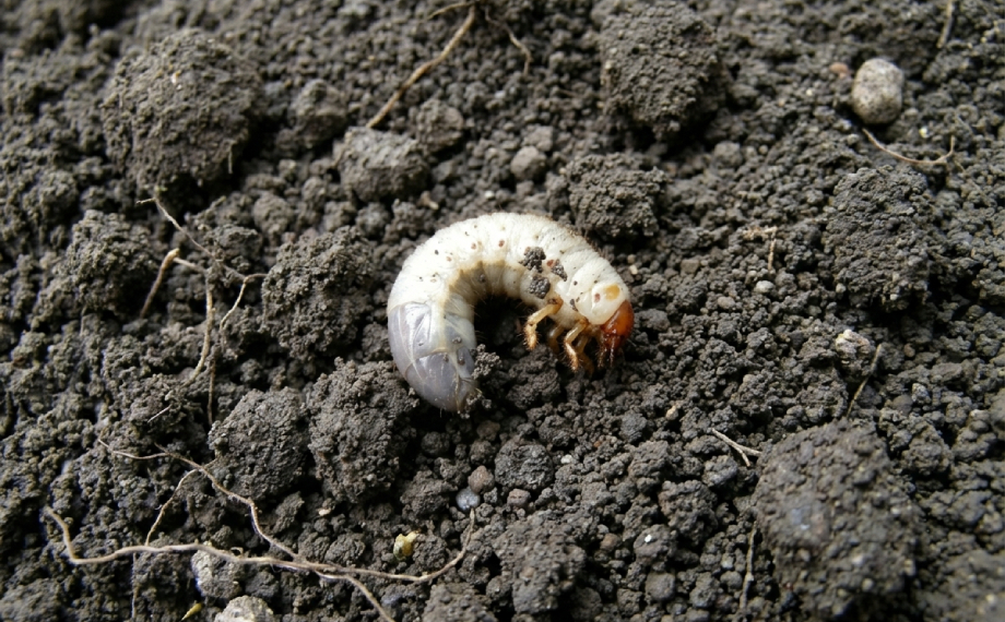 larva-krtonozky-obecne