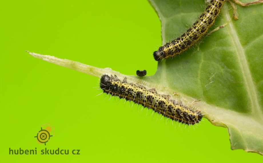 Larvy běláska zelného zničí listy