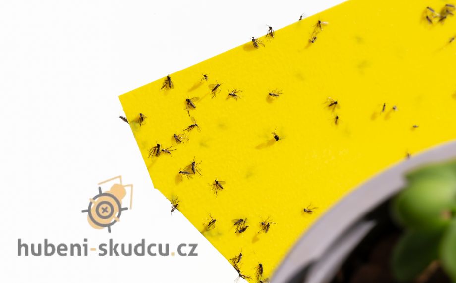 Jak Zlikvidovat Musky V Kvetinaci (povrchu půdy, povrch půdy, larvy smutnic, pokojových rostlin) Jak Zlikvidovat Musky V Kvetinaci
