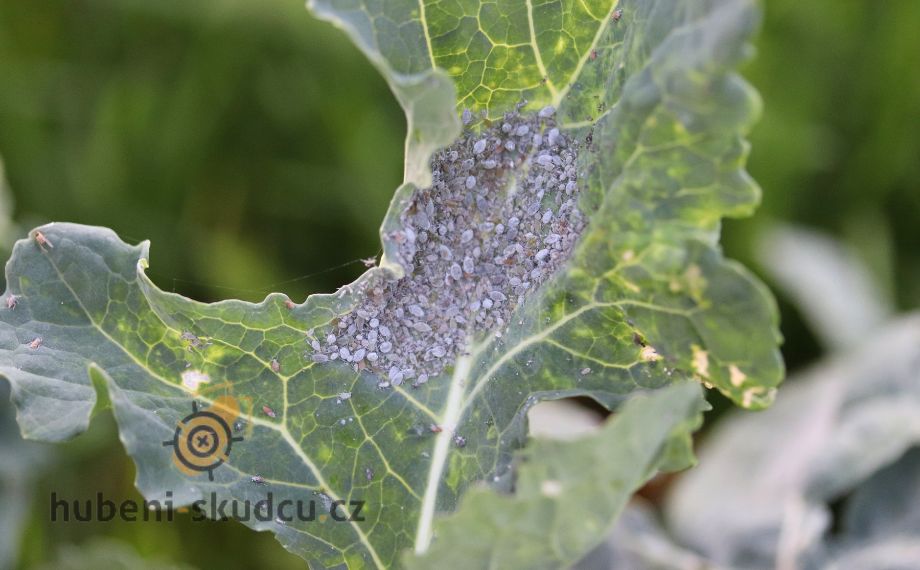 mšice zelná - Brevicoryne brassicae