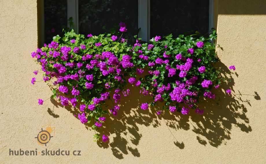 muškáty