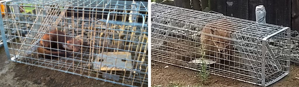 odchycená kuna a liška v klecové pasti