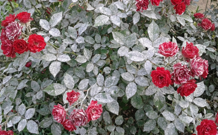 padli-ruzove-napadeny-ker