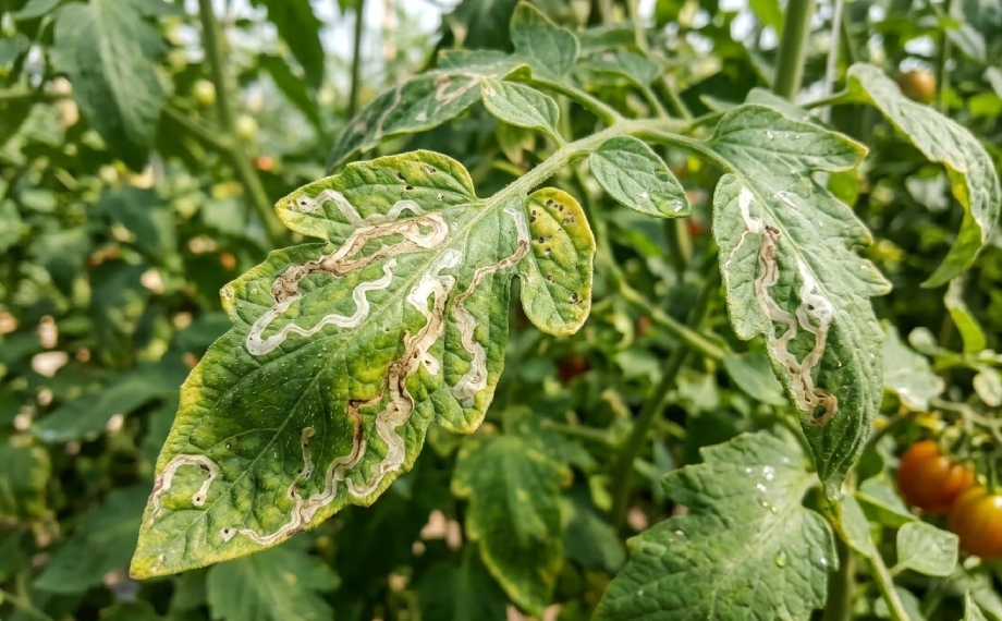 rajcata-poskozena-vrtalkou