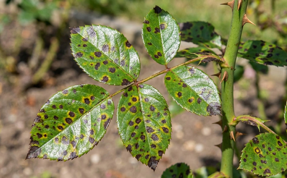 ruze-napadena-cernou-skvrnitosti