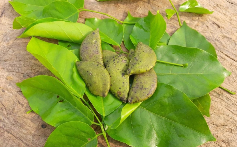 semena-pongamia-pinnata
