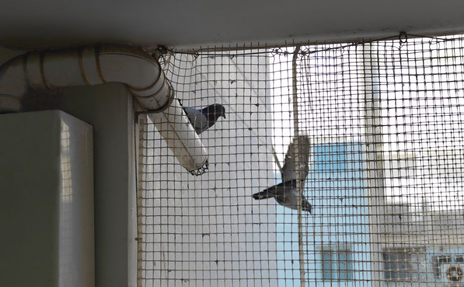 Jak Se Zbavit Holubu Na Balkone () Jak Se Zbavit Holubu Na Balkone