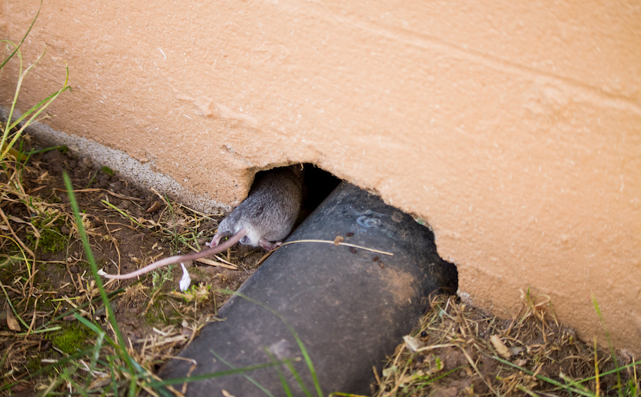 Jak dostat myš z domu?