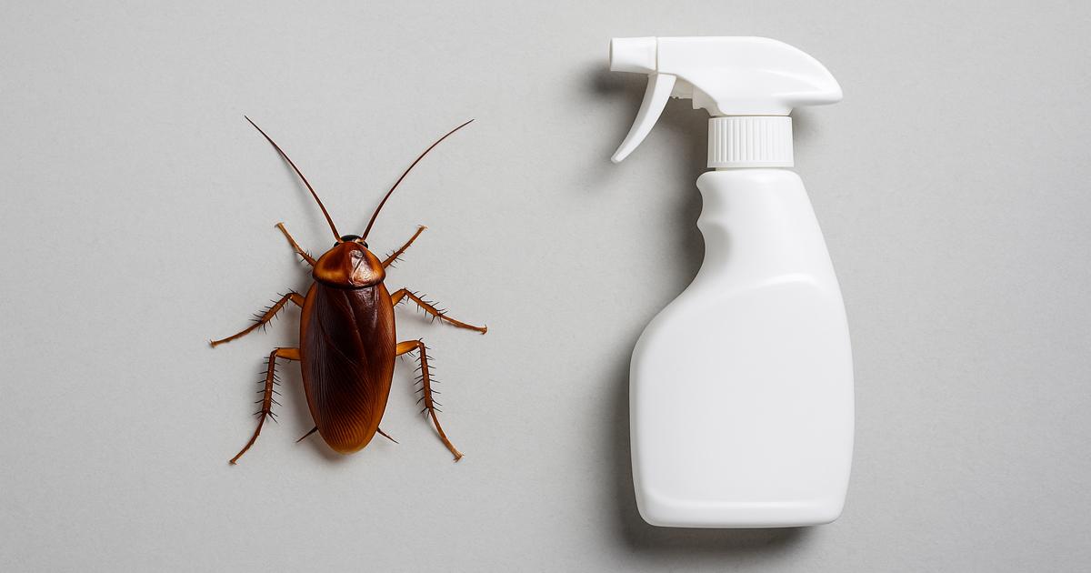 cockroach_and_spray_1200x630