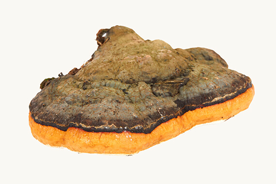 Bio Chaga (Inonotus obliquus) — poklad Sibíri