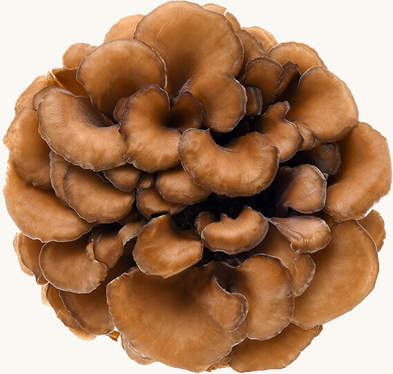 Bio Maitake (Grifola frondosa) — tancujúca huba