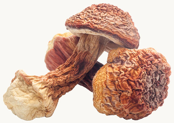 Bio Mandľová huba (Agaricus blazei murrill) — slnečná huba