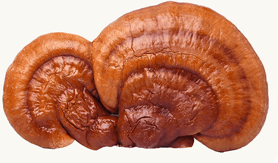 Bio Reishi (Ganoderma lucidum) — huba dlhovekosti
