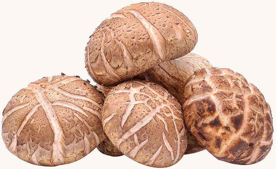 Bio Shiitake (Lentinula edodes) — kráľovná ázijskej medicíny