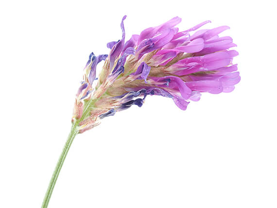 Astragalus (Astragalus membranaceus) — žltý vodca, Huang Qi