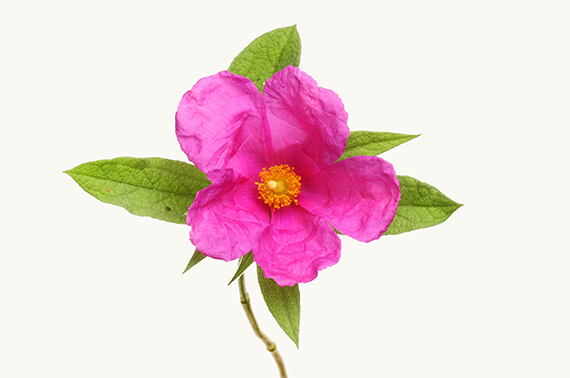 Cistus (Cistus incanus)