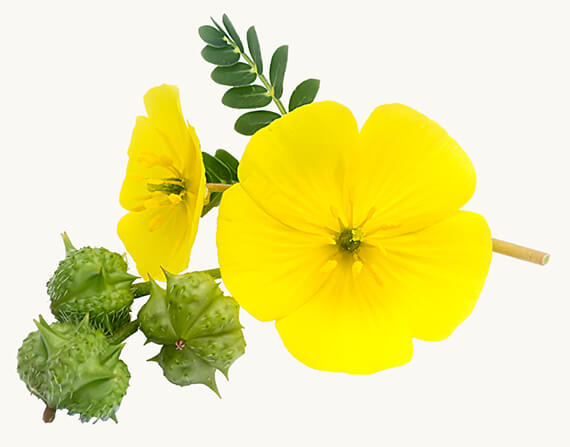 Tribulus terrestris (Kotvičník zemný) — Gokshura