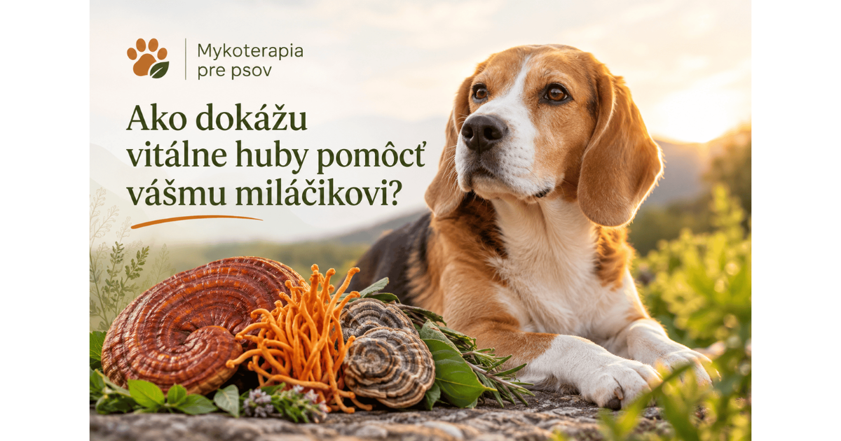 Mykoterapia pre psov - Ako dokážu vitálne huby pomôcť vášmu miláčikovi?