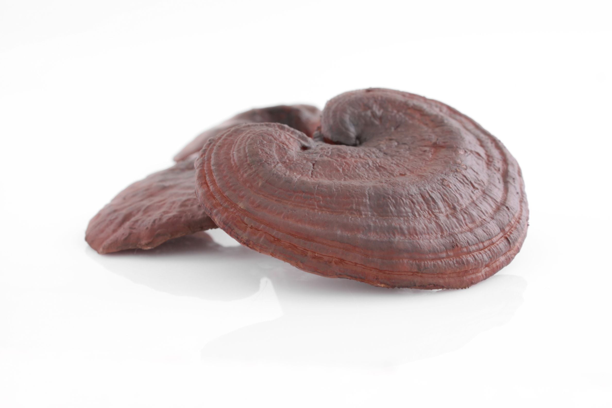 reishi