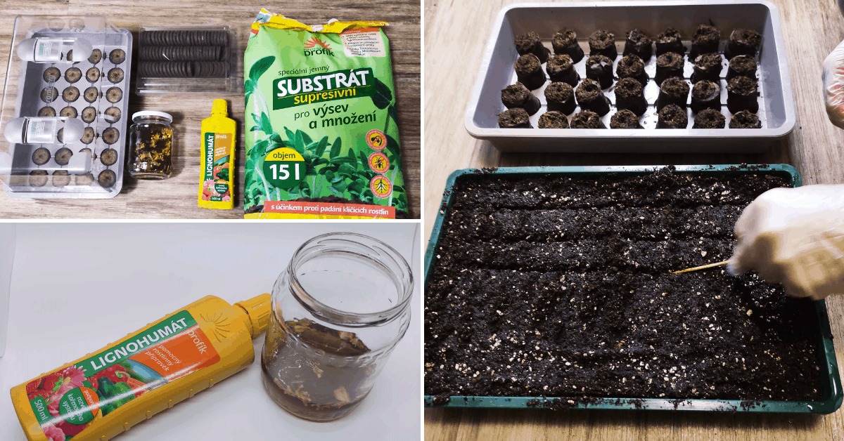 Jak si vypěstovat vlastní chilli - část 1.: Klíčení