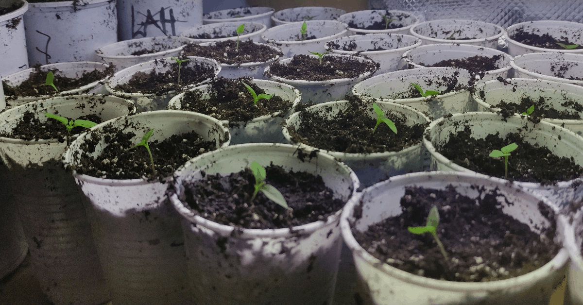 Jak si vypěstovat vlastní chilli - část 2.: Přesazování