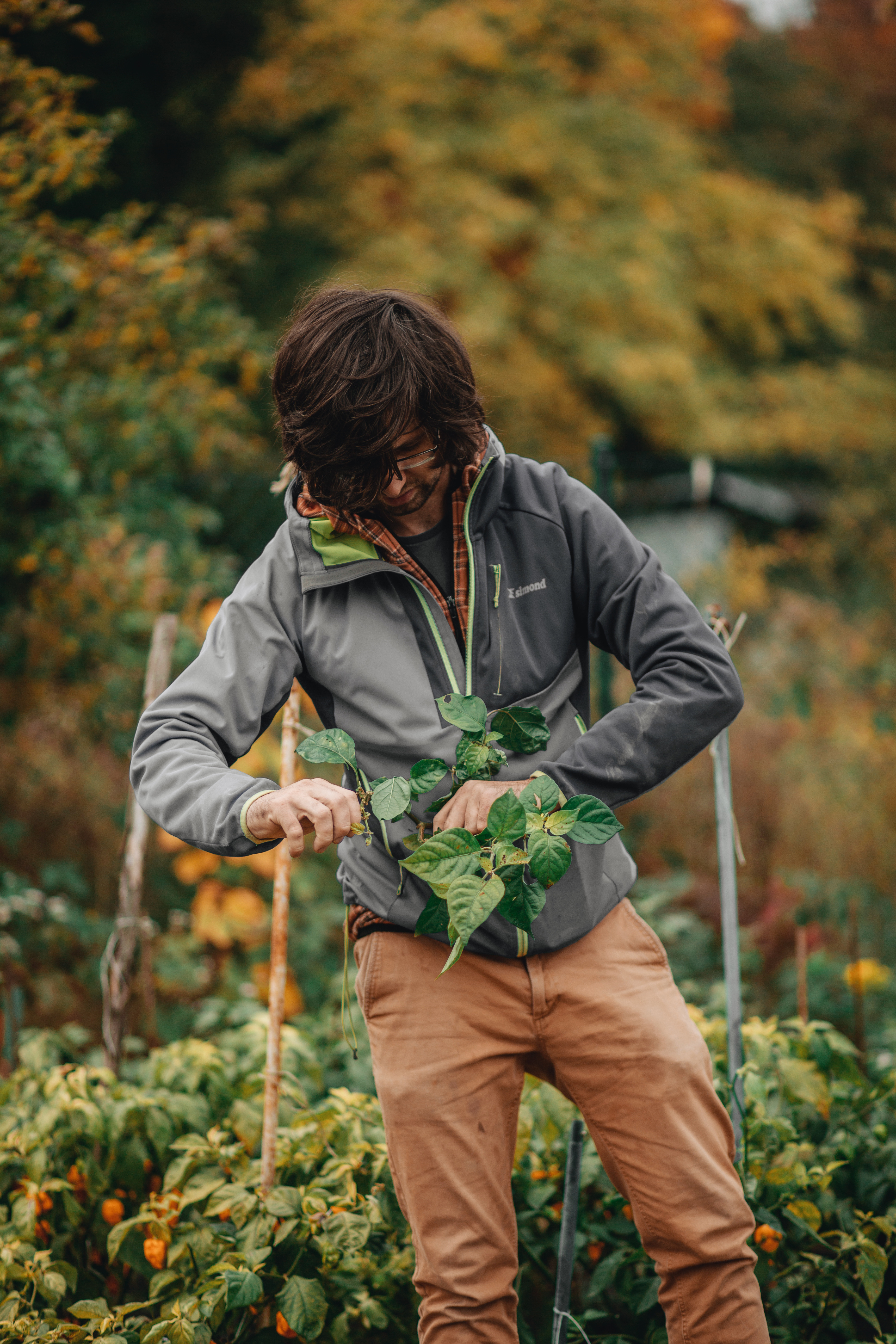 Podzim je tu a s ním i sklizeň chilli paprik!