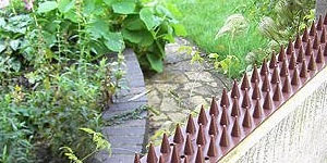 Nejčastější škůdci českých zahrad: Jak se jich zbavit?