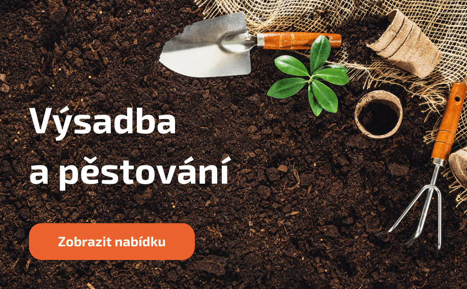 Výsadba a pěstování