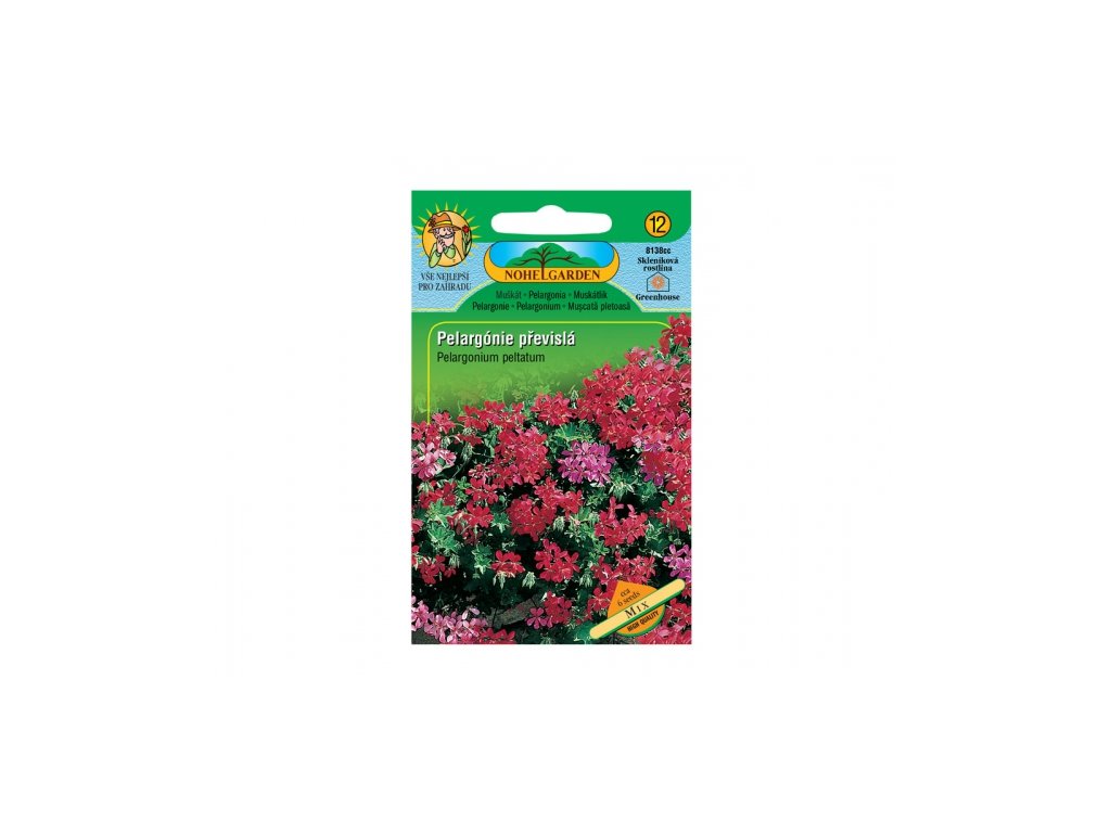 336337 pelargonie brectanolista previsla smes
