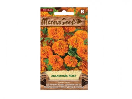 149550 aksamitnik rozkladity plnokvety oranzovy 03616