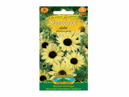 185448 slunecnice slaba bezova