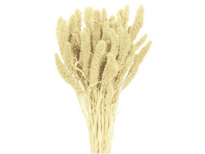 357655 dekorace susiny setaria ber 40g