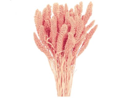 357661 dekorace susiny setaria ber 40g