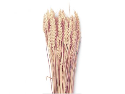 357667 dekorace susiny triticum psenice hladka 40g