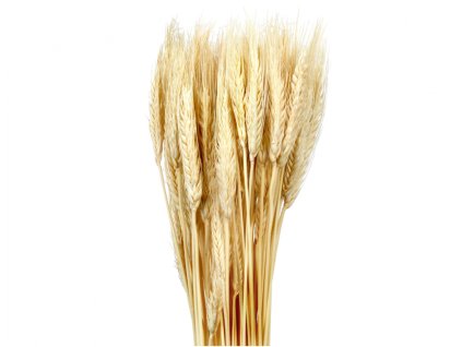 357670 dekorace susiny triticum psenice vousata 40g