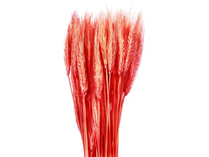 357673 dekorace susiny triticum psenice vousata 40g
