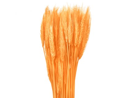357676 dekorace susiny triticum psenice vousata 40g