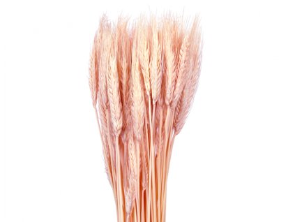 357679 dekorace susiny triticum psenice vousata 40g