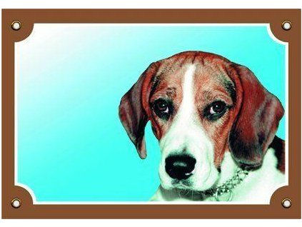 249825 barevna cedulka pozor pes beagle