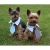 173049 3 gentledog kravata pro psy cerna bila velikost obleceni s