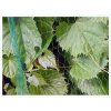 620 1 ochranna sit proti ptakum bird net 7g m2 5x5m