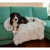 264234 10 petsofa pelisek pro psa svetle seda rozmer s
