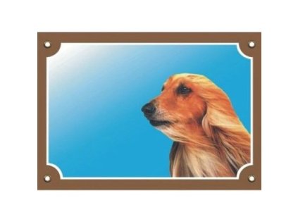 241959 barevna cedulka pozor pes afghansky chrt