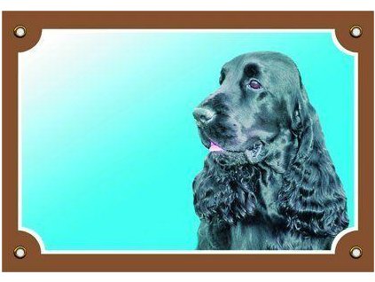 249975 barevna cedulka pozor pes anglicky kokr cerny