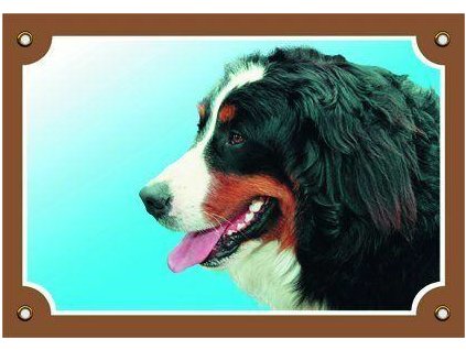 249822 barevna cedulka pozor pes bernsky salasnicky pes