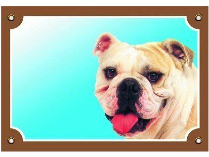 249849 barevna cedulka pozor pes buldog anglicky