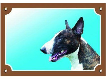 249861 barevna cedulka pozor pes bullterier pes