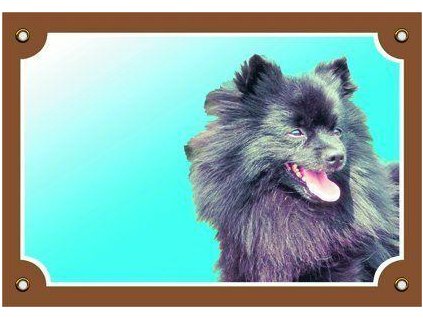 249867 barevna cedulka pozor pes cerny spic